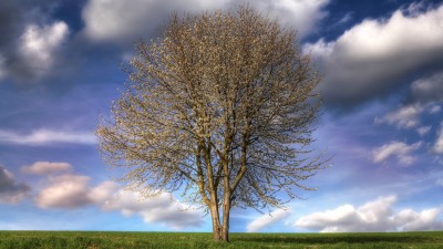 درخت-منظره-طبیعت